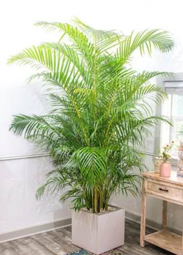 Adrica Palm